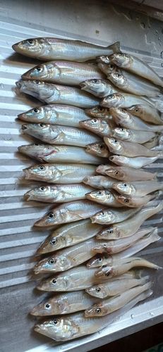 シロギスの釣果