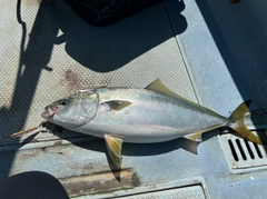 ワラサの釣果