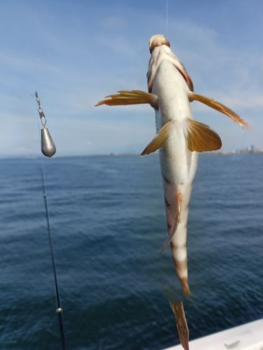タカノハダイの釣果