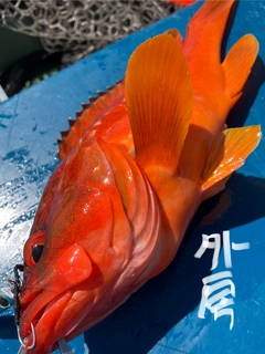 アカハタの釣果