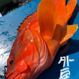 アカハタ