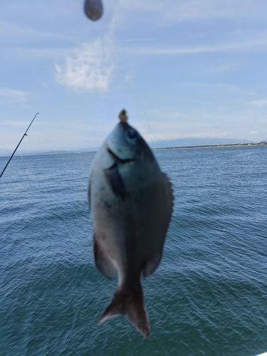 メジナの釣果