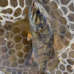 スモールマウスバス