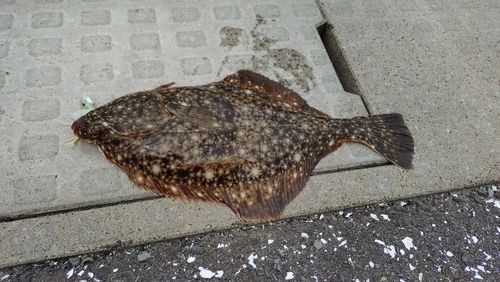 イシガレイの釣果