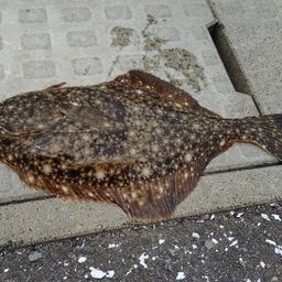 イシガレイ
