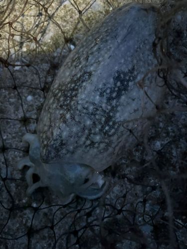 コウイカの釣果