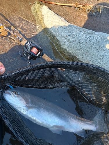 ニジマスの釣果