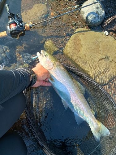 ニジマスの釣果