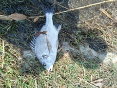 キビレの釣果