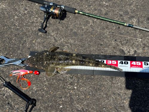 マゴチの釣果