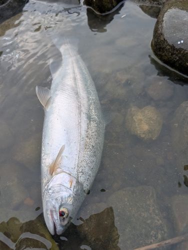 ニジマスの釣果