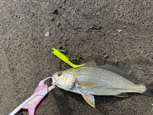 釣果