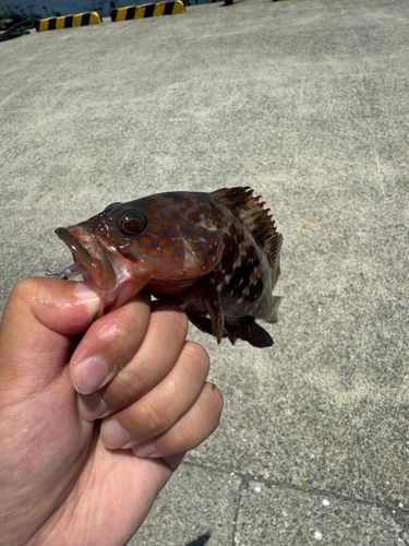 キジハタの釣果