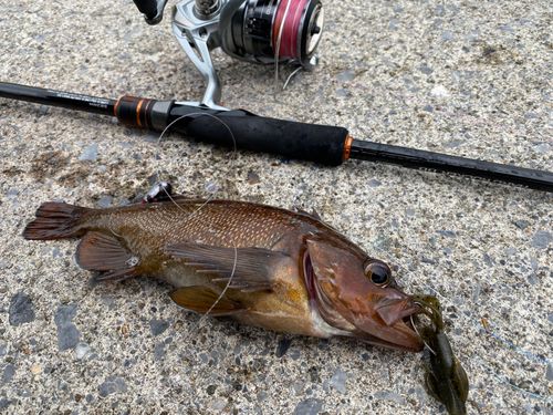 ガヤの釣果