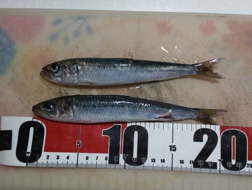 イワシの釣果