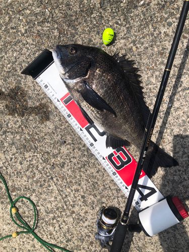 チヌの釣果