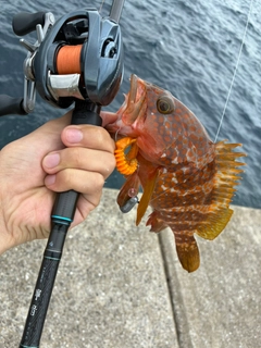 アコウの釣果