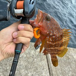 アコウ
