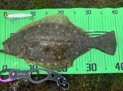 ヒラメの釣果