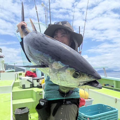 キハダマグロの釣果