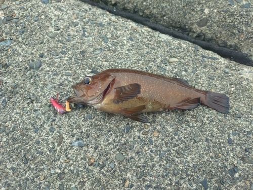 ガヤの釣果