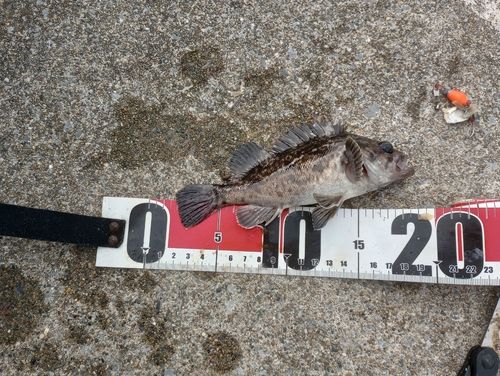 ソイの釣果