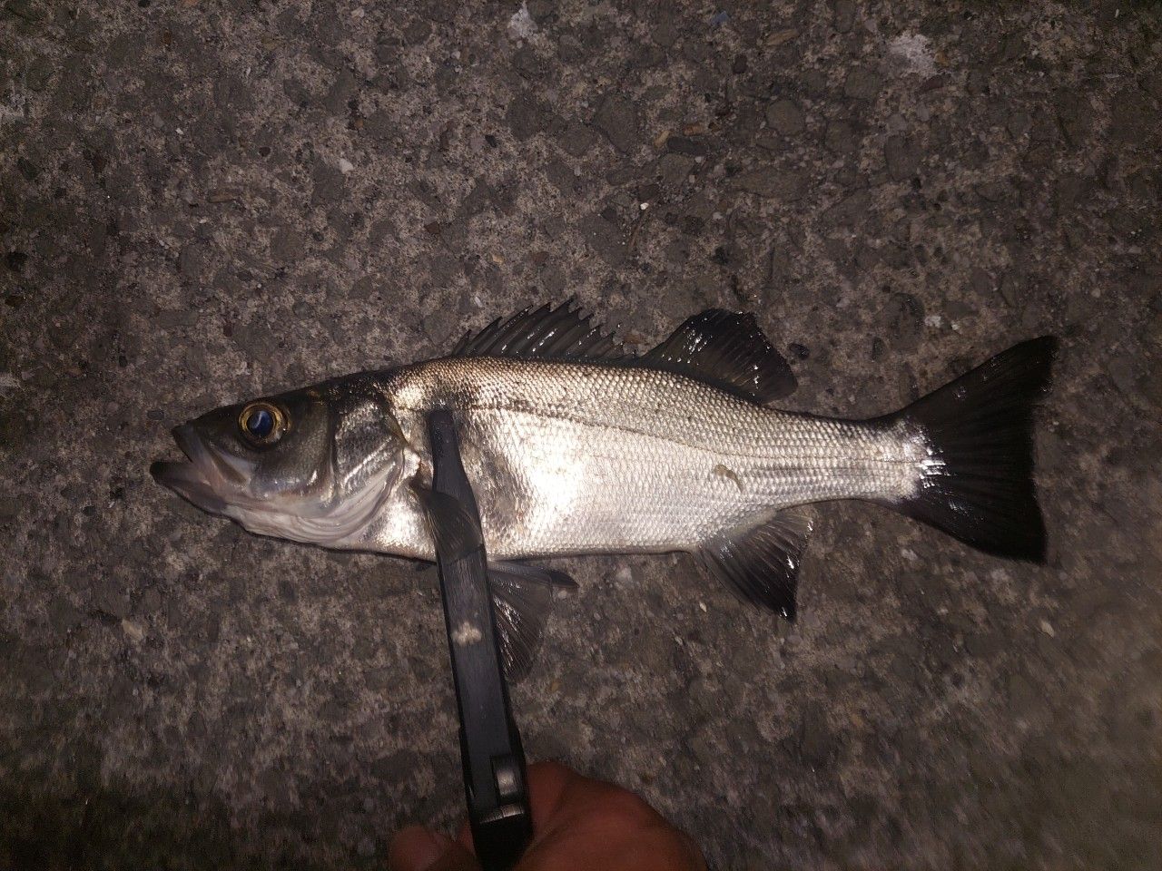 セイゴ（ヒラスズキ）