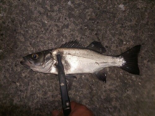 セイゴ（ヒラスズキ）の釣果