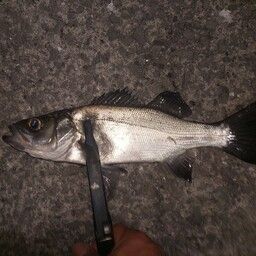 セイゴ(ヒラスズキ)