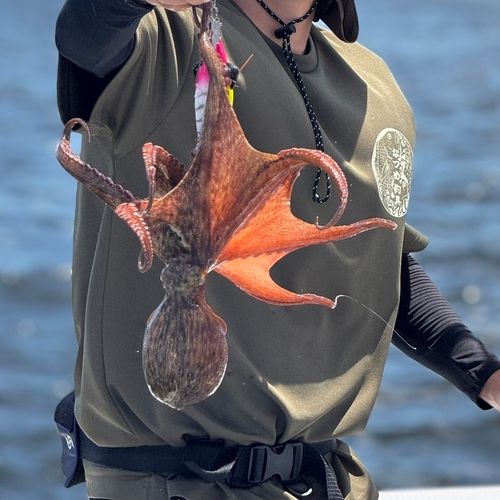 タコの釣果