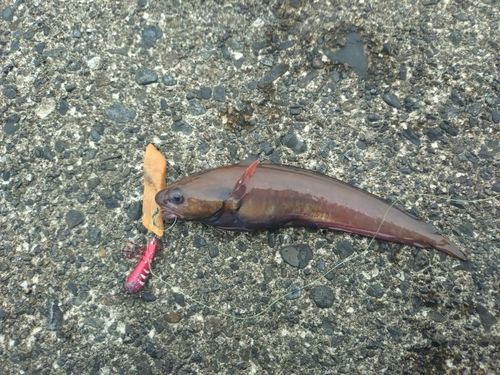 ドンコの釣果