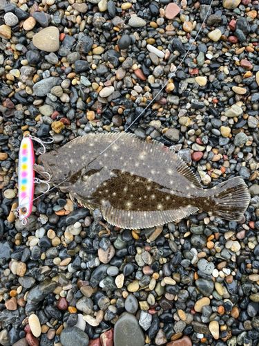 ヒラメの釣果