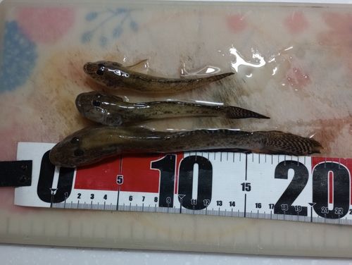 ハゼの釣果