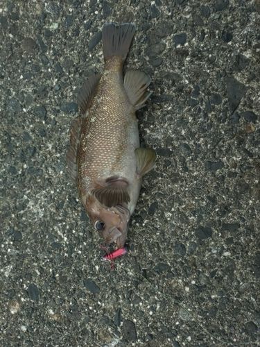 ガヤの釣果