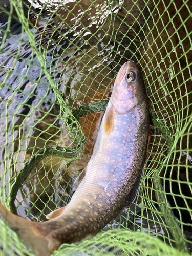 イワナの釣果