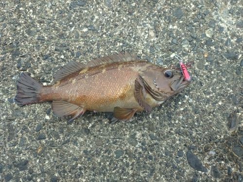 ガヤの釣果