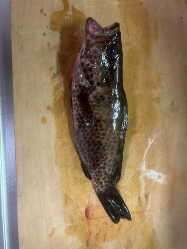 釣果
