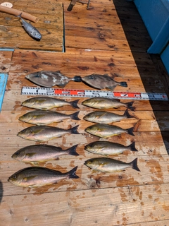 イサキの釣果