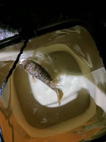 フグの釣果