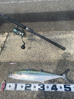 サゴシの釣果