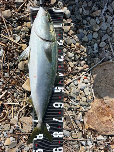ブリの釣果
