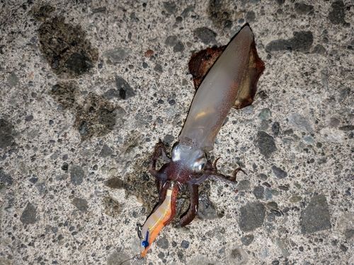 マメイカの釣果