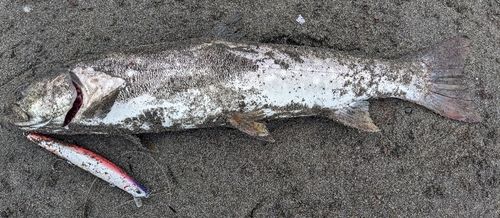 アメマスの釣果