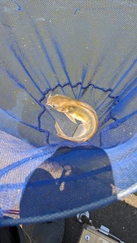 アメリカナマズの釣果