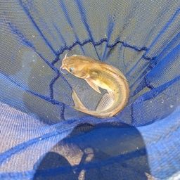 アメリカナマズ