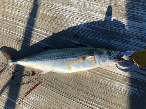 サゴシの釣果