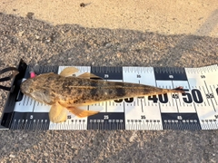 マゴチの釣果