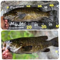 スモールマウスバス