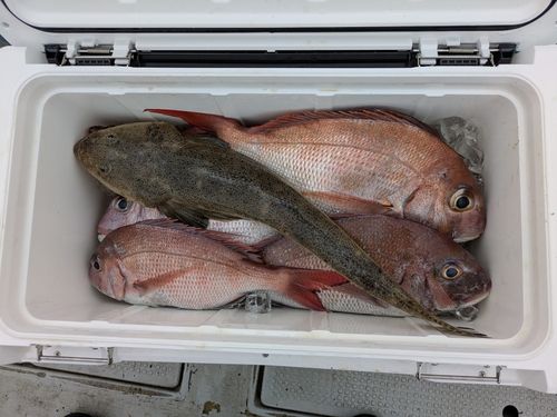 タイの釣果