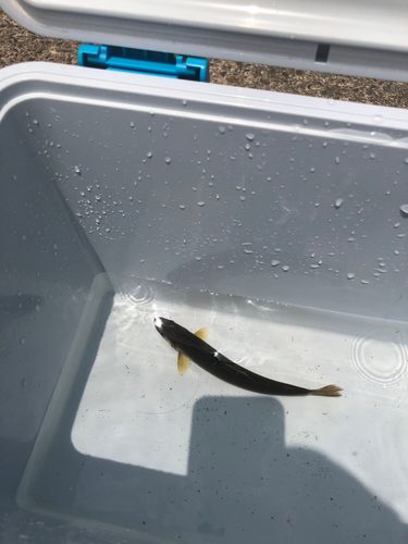 アユの釣果